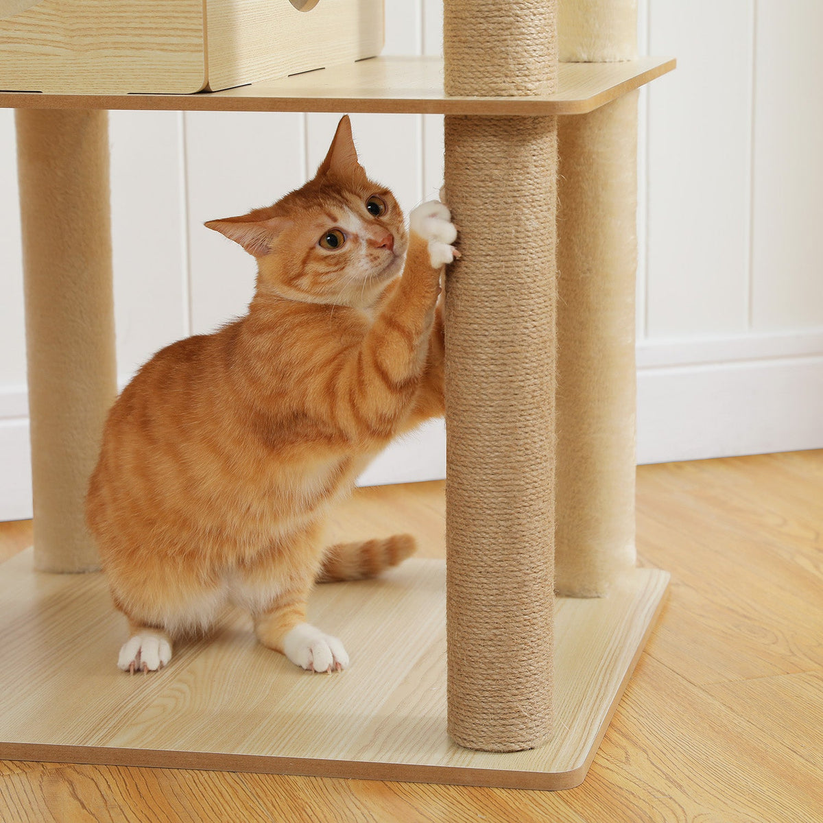 Orange Tabby Katze dehnt und kratzt am Sisalstamm eines SEKKO CLAW Kratzbaums im Wohnzimmer