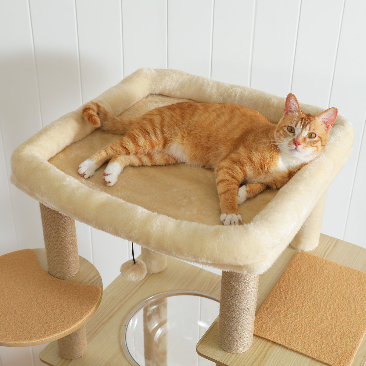 Orange and white tabby stretched across the large cream plush top perch of a 180cm wood cat tree, white shiplap wall
