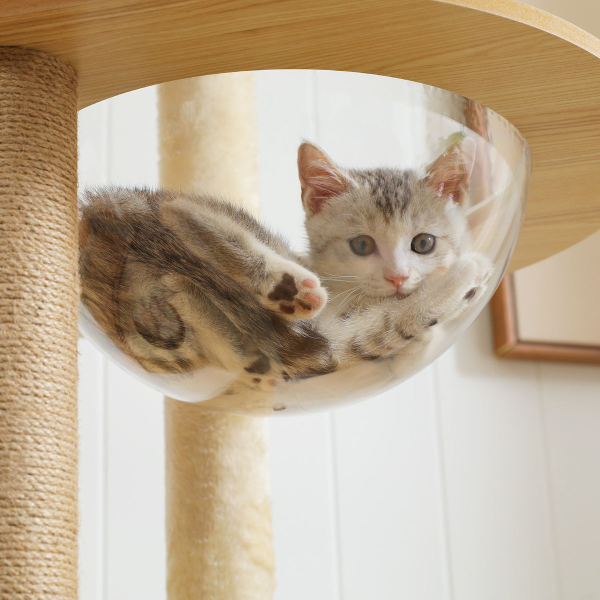 Grey-brown tabby kitten curled inside a clear acrylic space-capsule bowl on a light wood platform of the 180cm cat tree