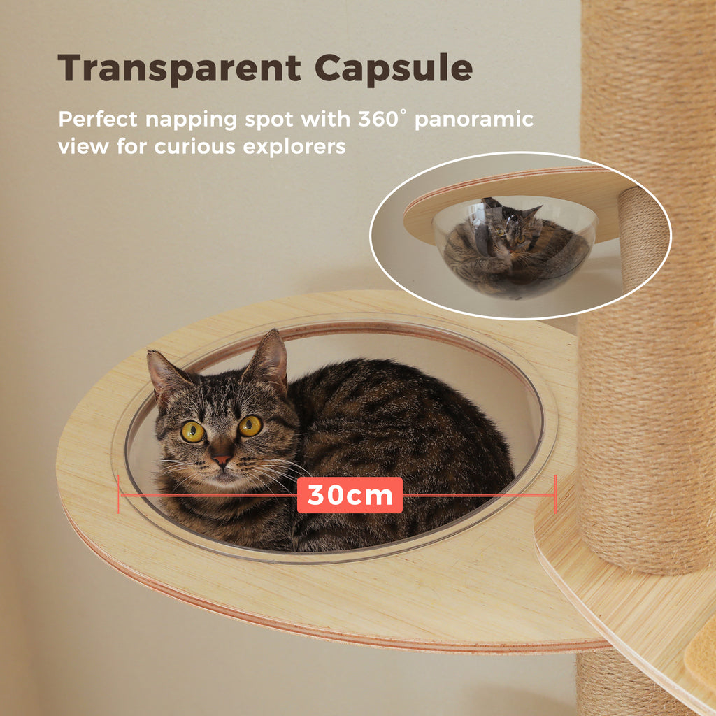 Brown tabby cat resting in a clear 30cm capsule on the beige floor-to-ceiling cat tree, 360 degree view