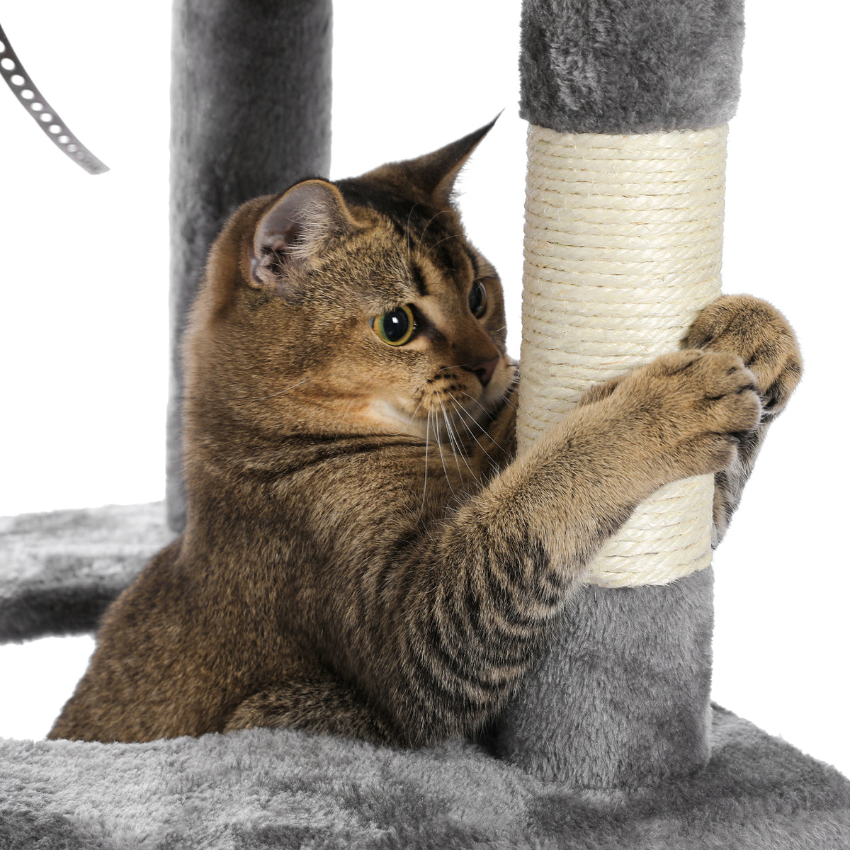 Brown tabby digging claws into a cream sisal post on a charcoal-grey cat tree platform, white studio background