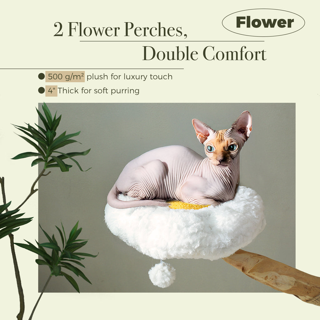 Sphynx cat resting on the white sunflower plush perch of the natural wood cat tree, studio shot