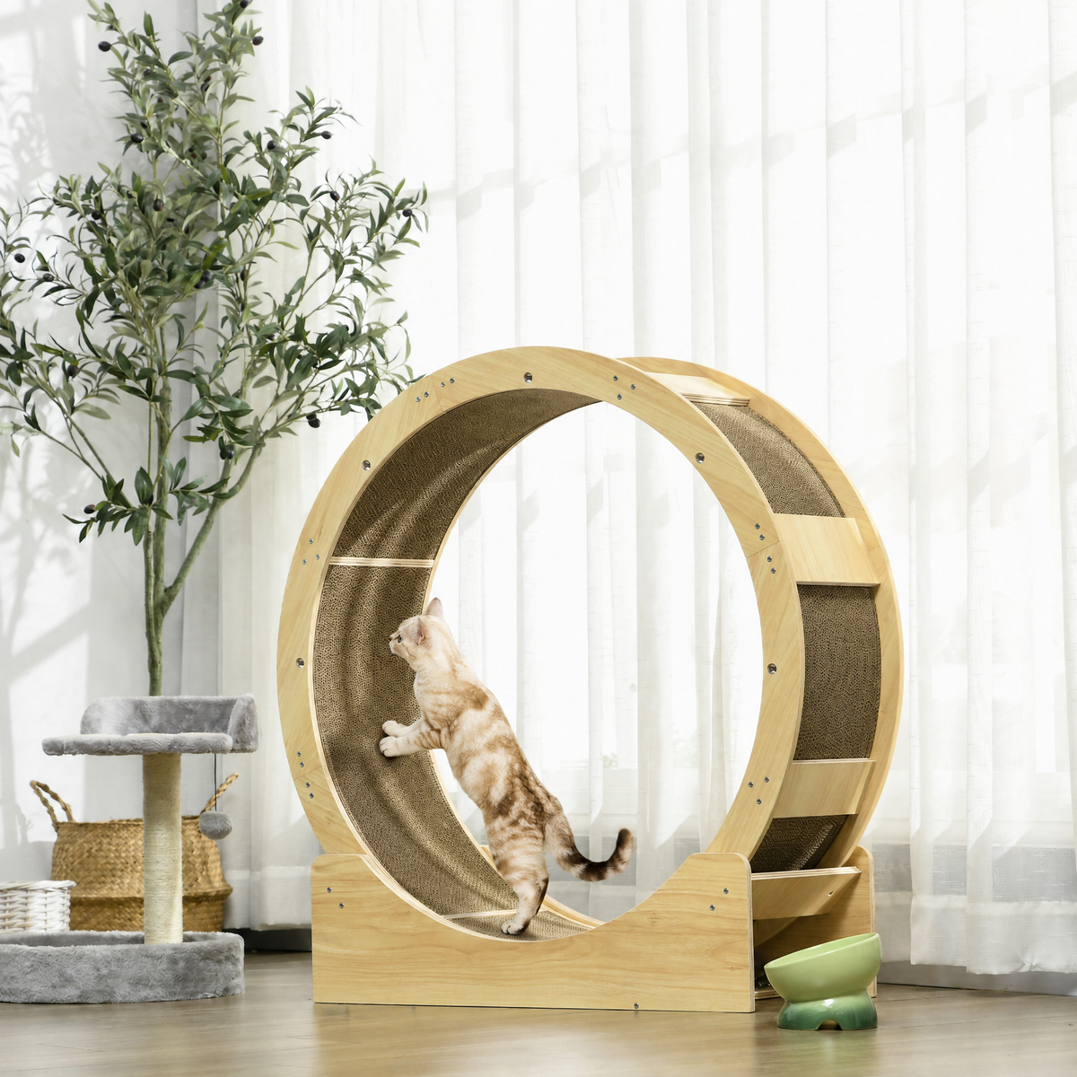 Cat running inside an oak wooden cat exercise wheel in a bright living room