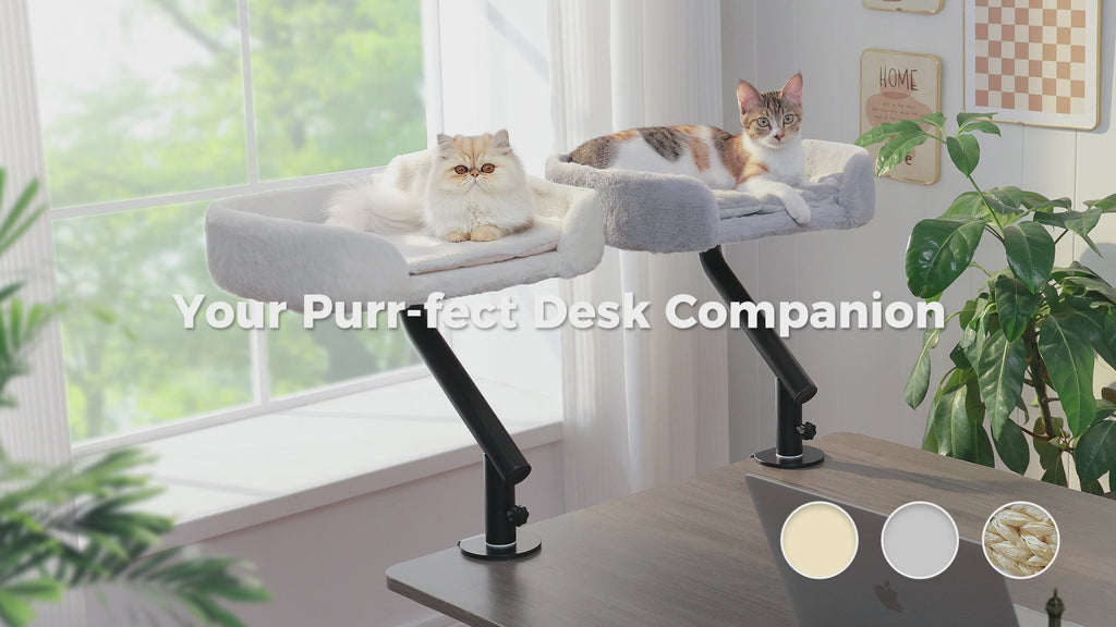 Video still of a white Persian and a calico cat in two clamp-on desk beds, Purr-fect Desk Companion banner