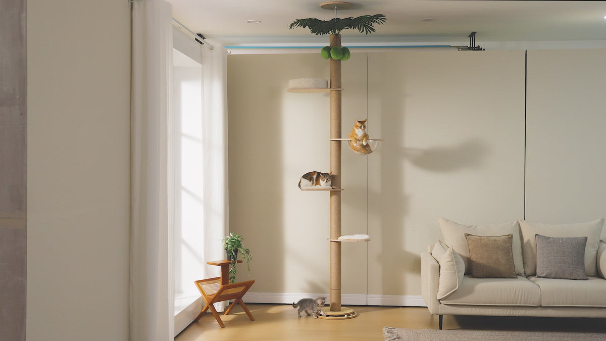 Video still of the palm floor-to-ceiling cat tree, orange tabby in the clear capsule bowl and calico cat below
