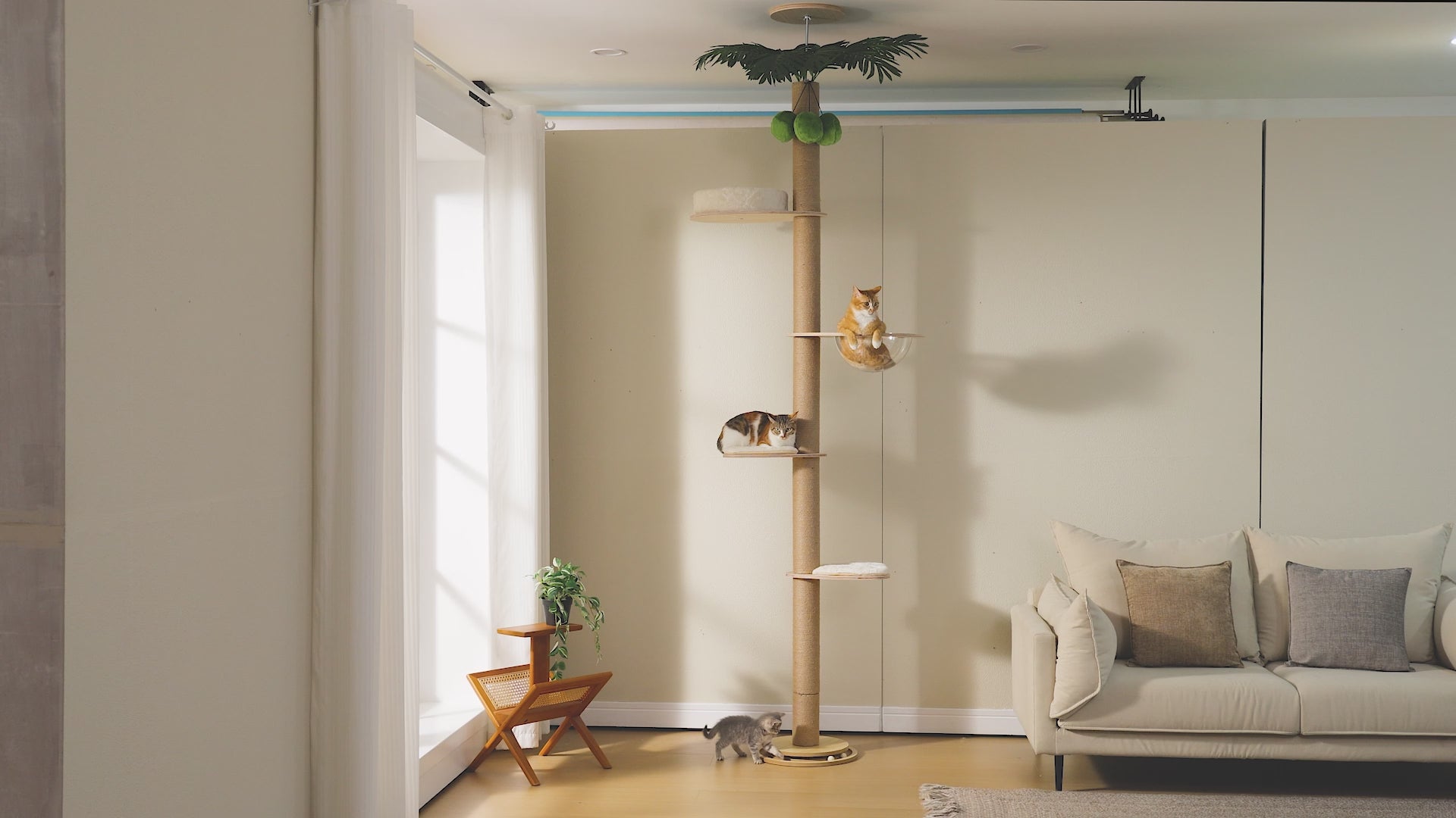 Video still of the palm floor-to-ceiling cat tree, orange tabby in the clear capsule bowl and calico cat below
