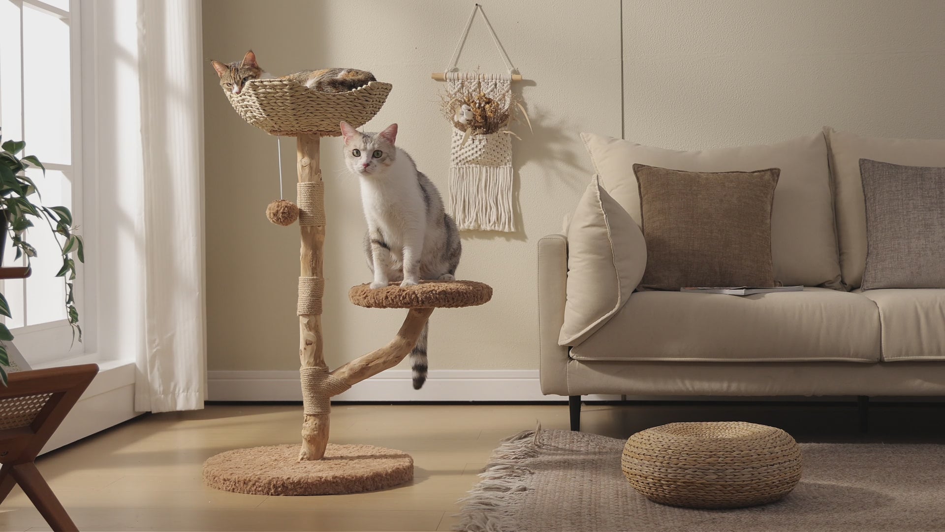 Natural wood cat tree with woven wicker basket and plush platform; two cats lounge in a bright boho living room