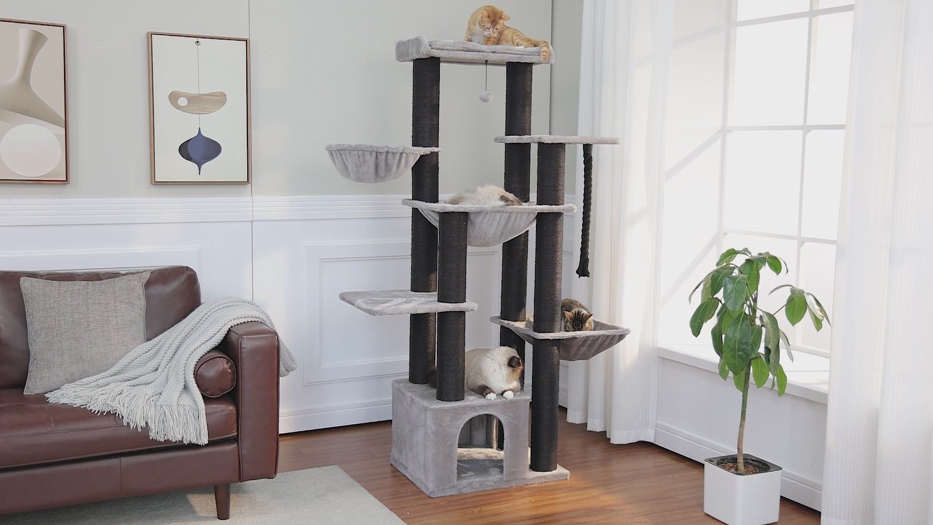 Video frame of light-grey 170cm cat tree with four cats on top perch, middle hammock, lower hammock and base condo