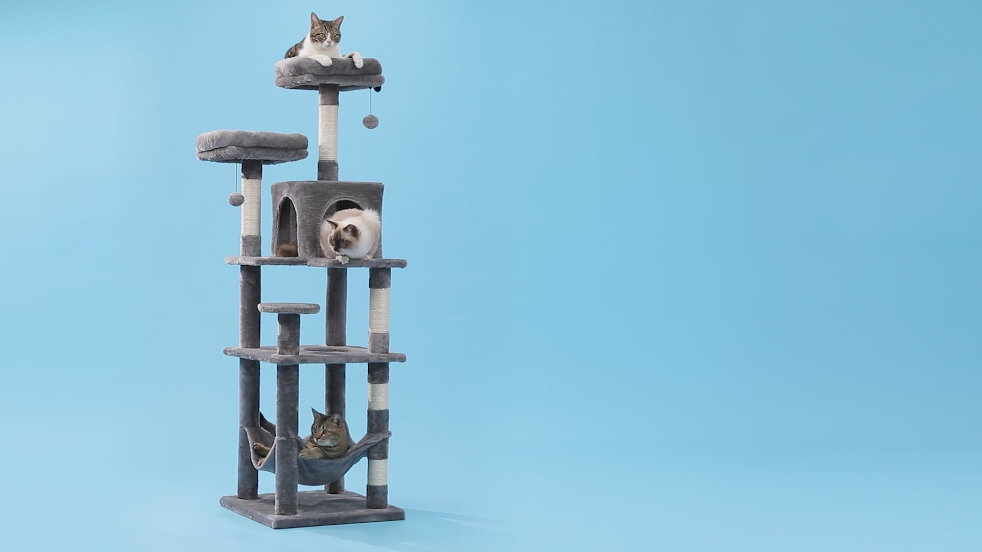 Video still of a tall charcoal-grey cat tree on a light blue backdrop with cats on the top perch, condo and hammock